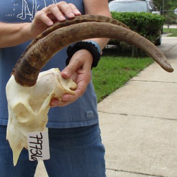 9" Angora Goat Skull with 17" Horns - $120