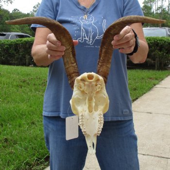 9" Angora Goat Skull with 17" Horns - $120