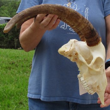 9" Angora Goat Skull with 17" Horns - $120