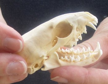 South African Grey Mongoose skull 2-1/2 inches long for sale $35