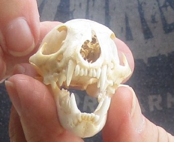 South African Grey Mongoose skull 2-1/2 inches long for sale $35