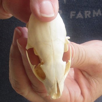 South African Grey Mongoose skull 2-1/2 inches long for sale $35