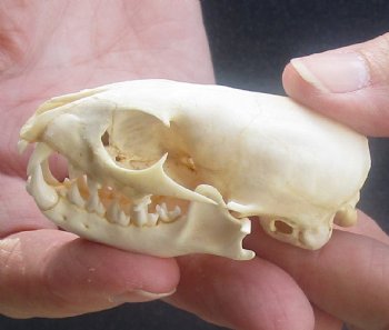 South African Grey Mongoose skull 2-1/2 inches long for sale $35