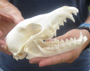  African Black-Backed Jackal Skull, 6-3/4 inches, available for purchase $60