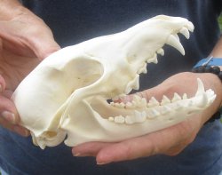  African Black-Backed Jackal Skull, 6-3/4 inches, available for purchase $60