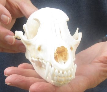  African Black-Backed Jackal Skull, 6-3/4 inches, available for purchase $60