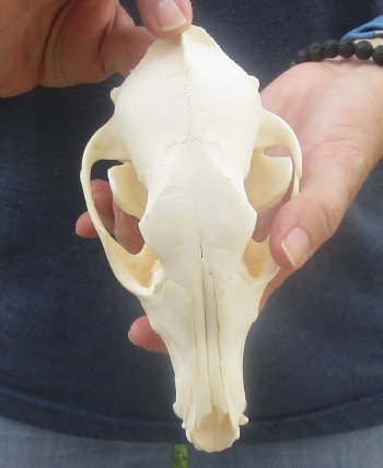  African Black-Backed Jackal Skull, 6-3/4 inches, available for purchase $60