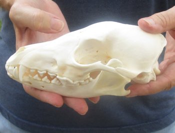  African Black-Backed Jackal Skull, 6-3/4 inches, available for purchase $60