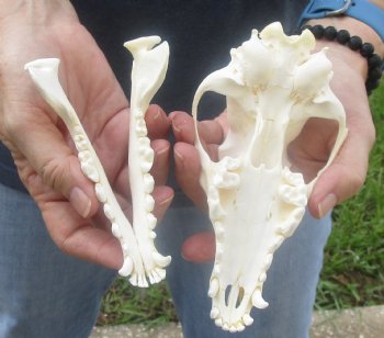  African Black-Backed Jackal Skull, 6-3/4 inches, available for purchase $60