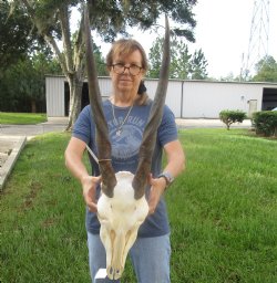 African Female Eland skull with 27 inch horns - $160