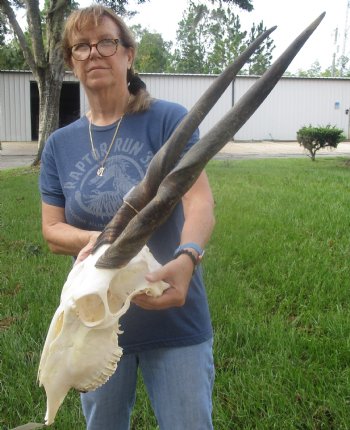 African Female Eland skull with 27 inch horns - $160