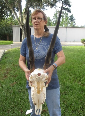 African Female Eland skull with 27 inch horns - $160