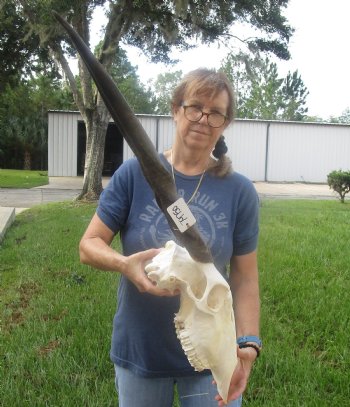 African Female Eland skull with 27 inch horns - $160