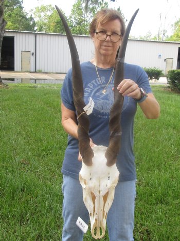 African Female Eland skull with 30 inch horns - $140