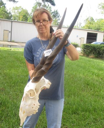 African Female Eland skull with 30 inch horns - $140