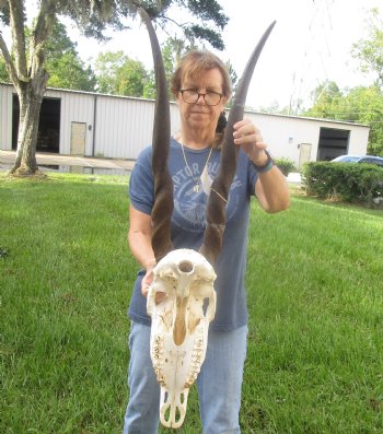 African Female Eland skull with 30 inch horns - $140