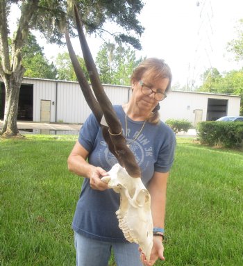 African Female Eland skull with 30 inch horns - $140