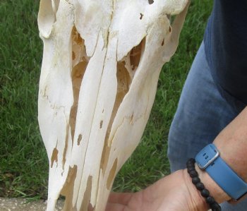 African Female Eland skull with 30 inch horns - $140