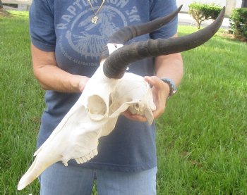 Buy this B-Grade Tsesebee Skull with 14 inch Horns for Cabin Decor for $90