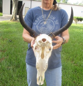 Buy this B-Grade Tsesebee Skull with 14 inch Horns for Cabin Decor for $90