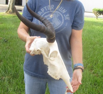 Buy this B-Grade Tsesebee Skull with 14 inch Horns for Cabin Decor for $90