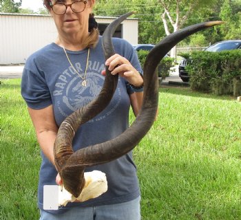 35 inch Kudu Horns on Kudu Available for Sale for $170