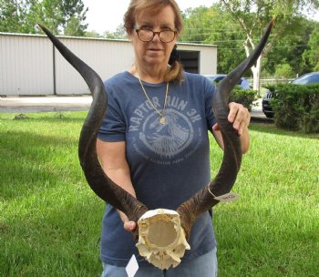 35 inch Kudu Horns on Kudu Available for Sale for $170