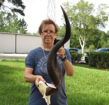 35 inch Kudu Horns on Kudu Available for Sale for $170