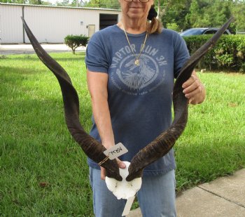 Authentic Kudu horns measuring approximately 31 & 32 inches on skull plate - For Sale for $115