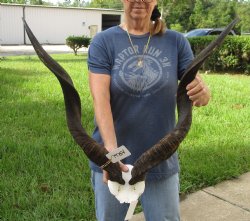 Authentic Kudu horns measuring approximately 31 & 32 inches on skull plate - For Sale for $115