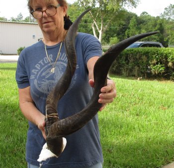 Authentic Kudu horns measuring approximately 31 & 32 inches on skull plate - For Sale for $115