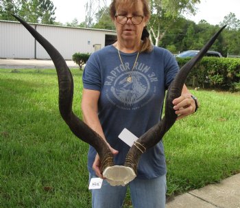 Authentic Kudu horns measuring approximately 31 & 32 inches on skull plate - For Sale for $115