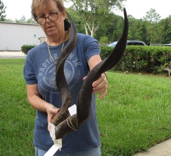 Authentic Kudu horns measuring approximately 31 & 32 inches on skull plate - For Sale for $115