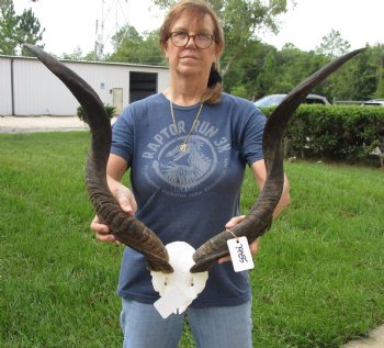 Buy this Kudu Skull Plate with horns measuring approximately 30 and 31 inches long for $115