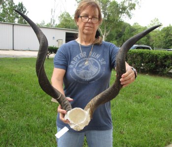 Buy this Kudu Skull Plate with horns measuring approximately 30 and 31 inches long for $115