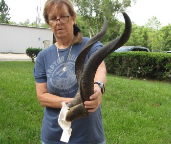 Buy this Kudu Skull Plate with horns measuring approximately 30 and 31 inches long for $115