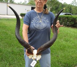 30 inch Kudu Horns on Kudu Available for Sale for $115