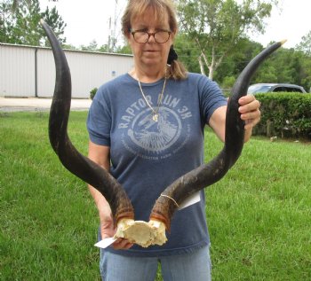 30 inch Kudu Horns on Kudu Available for Sale for $115