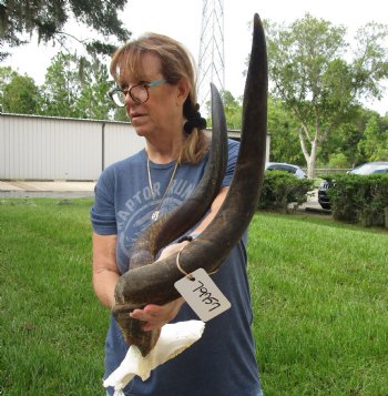 Authentic Kudu horns measuring approximately 29 inches on skull plate - For Sale for $85.00 