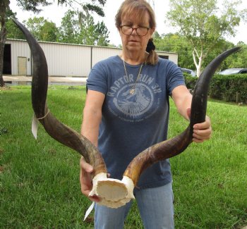 Authentic Kudu horns measuring approximately 29 inches on skull plate - For Sale for $85.00 