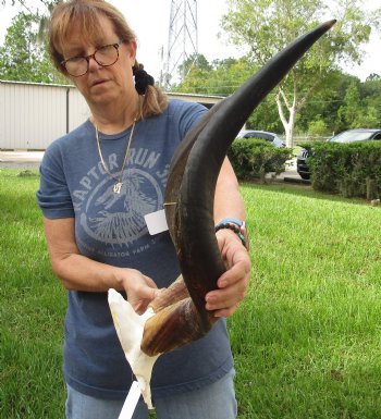 Authentic Kudu horns measuring approximately 29 inches on skull plate - For Sale for $85.00 