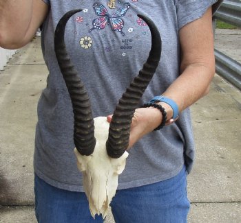 B-Grade African Male Springbok Skull with 11 inch horns, buy for $45