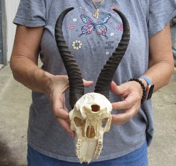 B-Grade African Male Springbok Skull with 11 inch horns, buy for $45