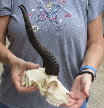 B-Grade African Male Springbok Skull with 11 inch horns, buy for $45