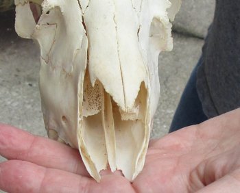 B-Grade African Male Springbok Skull with 11 inch horns, buy for $45