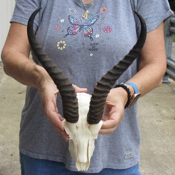 B-Grade African Male Springbok Skull with 11 inch horns, buy for $45