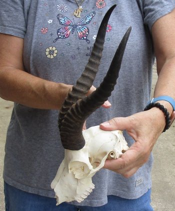 B-Grade African Male Springbok Skull with 11 inch horns, buy for $45