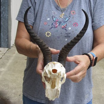 B-Grade African Male Springbok Skull with 11 inch horns, buy for $45