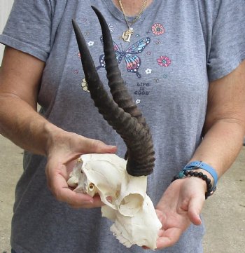 B-Grade African Male Springbok Skull with 11 inch horns, buy for $45