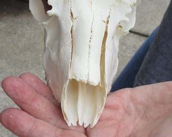 B-Grade African Male Springbok Skull with 11 inch horns, buy for $45